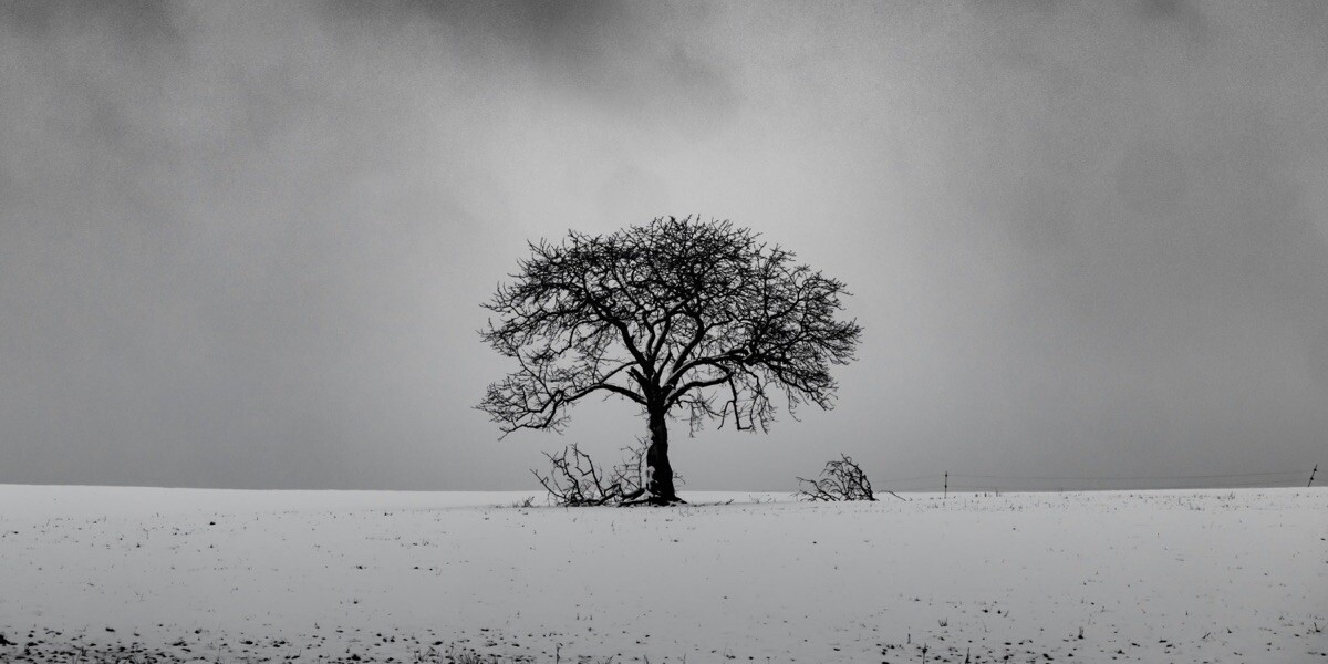 Leafless tree